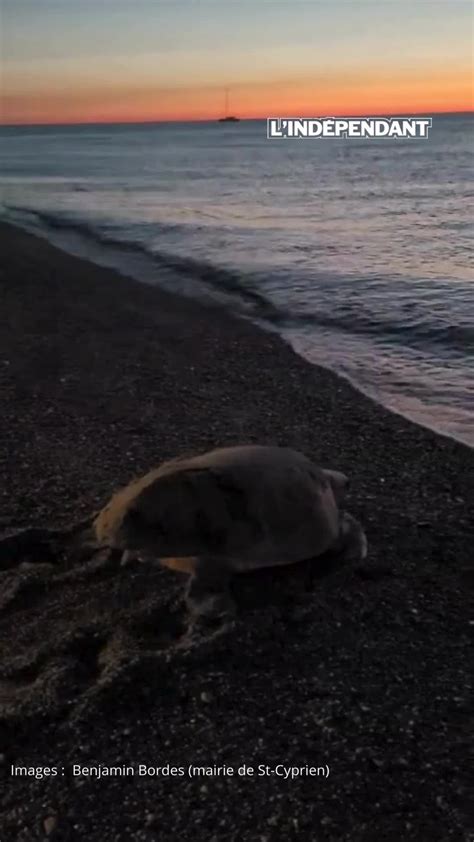 Vid O Observation Rarissime En France Une Tortue Caouanne Est Venue