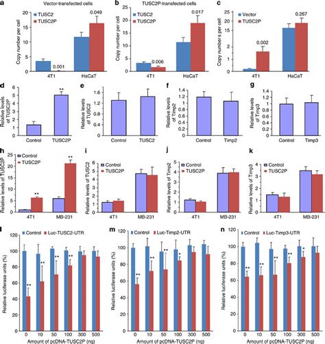 Expression Of Tusc P Affects Activities Of Tusc And Timp A B Copy