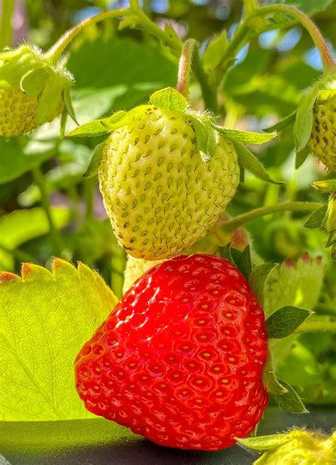 Erdbeeren Anbauen Und Richtig Pflegen