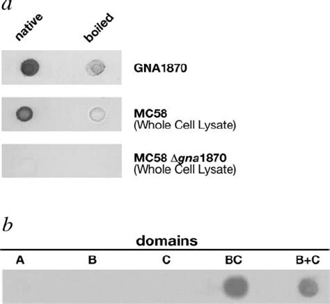 Dot Blots Using Mab A G Of Recombinant Gna Native Or