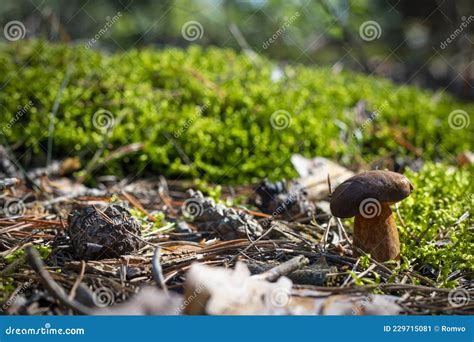 Brown Cap Mushroom Grows In Moss Wood Stock Image Image Of Fungus