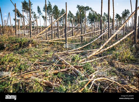 Destroyed Forest As An Effect Of Strong Storm Stock Photo Alamy