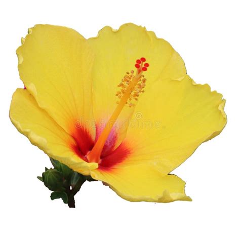 Isolated Hibiscus Leaf On White Background Real