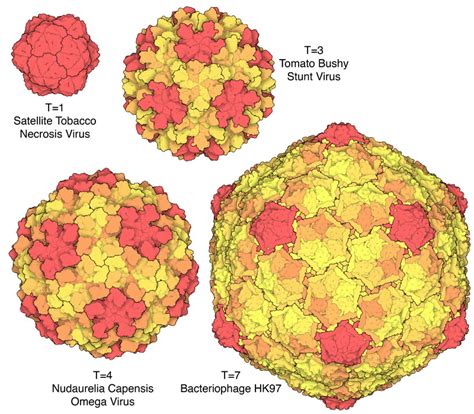 Pdb 101 Molecule Of The Month Quasisymmetry In Icosahedral Viruses