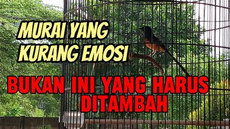 Murai Yang Over Emosi Ini Yang Harus Ditambah Dan Dikurangi Jangan