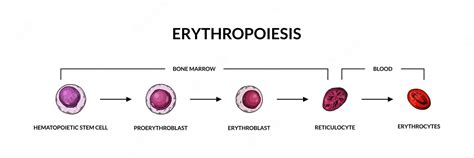 Premium Vector Red Blood Cells Development Erythropoiesis