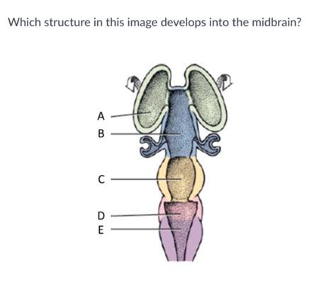 CNS Quiz Flashcards Quizlet