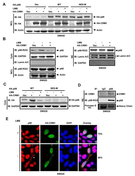 P68 Nucleocytoplasm Shuttle Is RanGTPase Pathway Dependent A