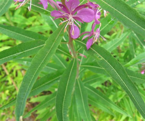 Fireweed3 — Elise Krohn Wild Foods And Medicines