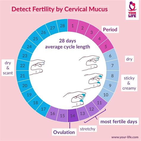 Natural Family Planning