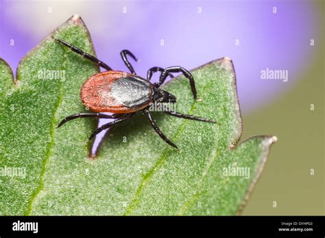 The Castor Bean Tick Ixodes Ricinus Stock Photo Alamy