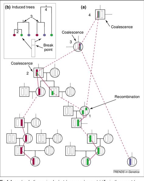 Figure From Linkage Disequilibrium What History Has To Tell Us