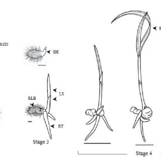 Development Stages Of Eulophia Flava Seed Germination Stage