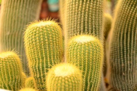 Linhas De Espinhos Na Pele Do Cacto Imagem De Stock Imagem De Planta