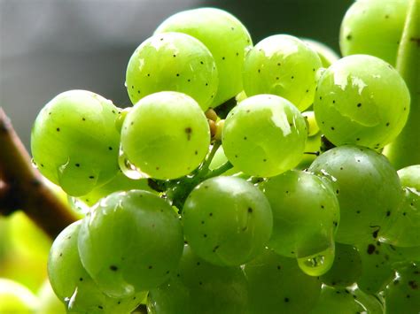 Fotos Gratis Uva Vino Fruta Baya Lluvia Hoja Flor Gota De Agua