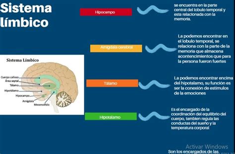 Explicación del sistema límbico su funcionalidad y gráfico con las