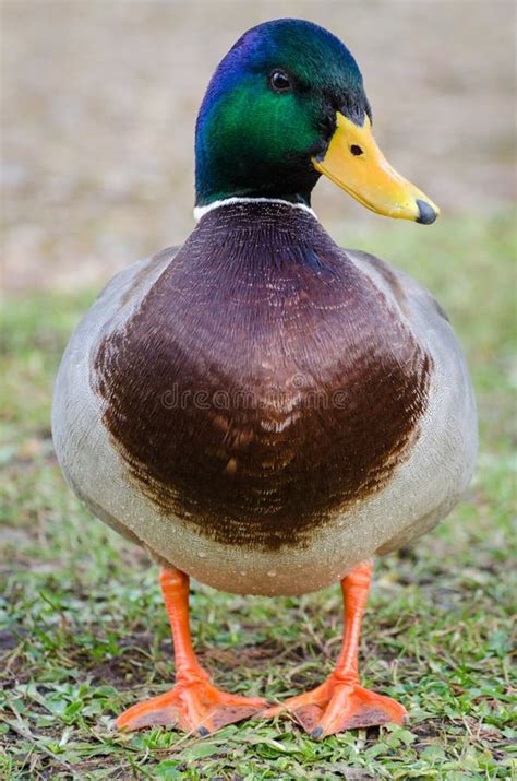 duck stock image image  perching nature frontal