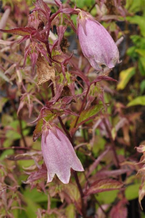 Campanula Hybride Elisabeth Kwekerij De Boever