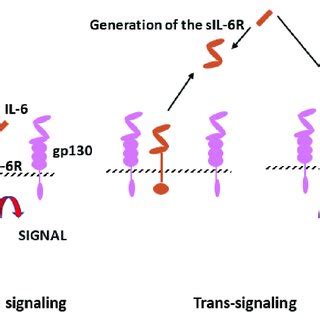 Interleukin-6 (IL-6) signaling pathways. Il-6 can bind to IL-6 membrane ...