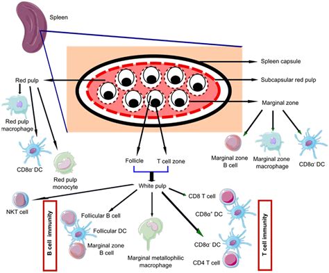 Spleen In Innate And Adaptive Immunity Regulation