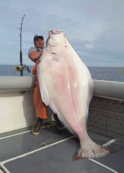 231 Pound Halibut Captured In Homer Alaska Photo News Trends Ph