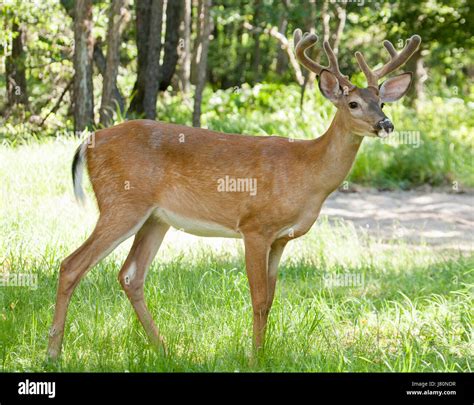 Deer Whitetail Bucks Stock Photo - Alamy