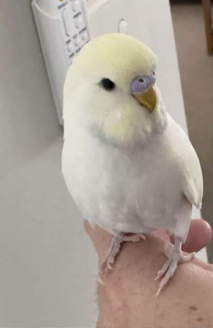 Baby Male Budgie Approx 10wks Old Birds Gumtree Australia Newcastle