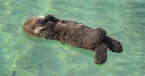 10 Incredible Sea Otter Facts - AZ Animals