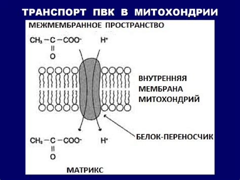 Катаболизм и анаболизм. Общий путь катаболизма. Окислительное ...