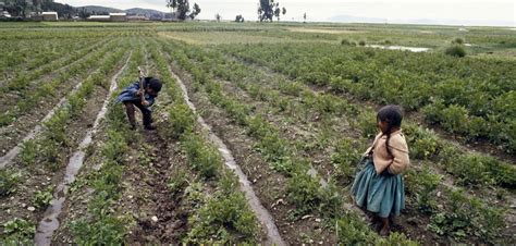 Child Labor Laws In Bolivia Pt 1 Borgen