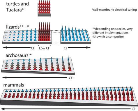 Schematic Spatial Arrangements And Frequency Tunings Across Stem