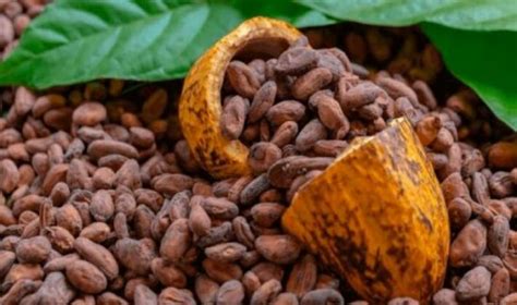 El precio récord del cacao impulsa expectativas de crecimiento en