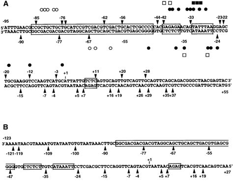 Summary Of The Dnase I Footprinting Data Of Nucleosome I A And