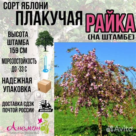 Саженцы Яблони, Яблоня Колонновидная купить в Пензе | Товары для дома и ...