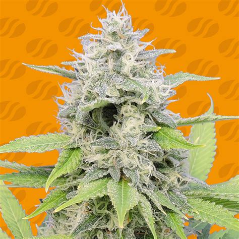 Gorilla Z Weed Strain Original Sensible Seeds