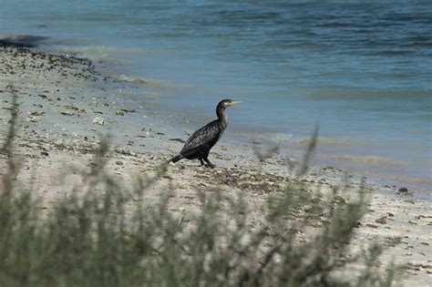 PHALACROCORAX NIGROGULARIS OGILVIE GRANT FORBES 1899