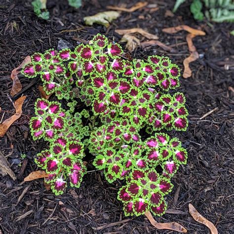 Mixed Coleus Seeds Flower Seeds32 Mays Garden Seed