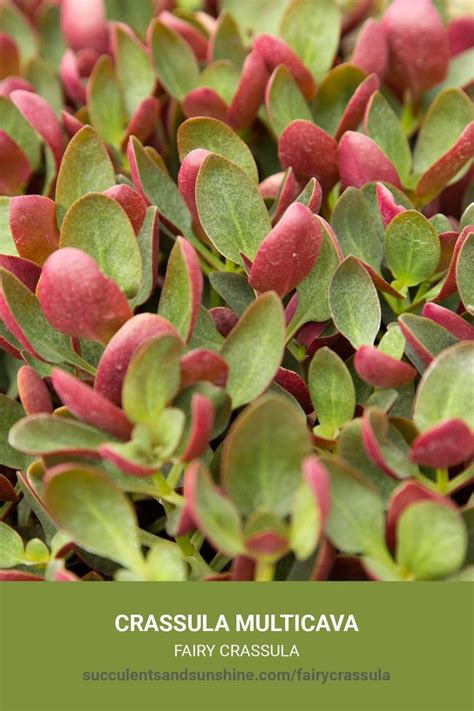 Crassula Multicava Succulents And Sunshine