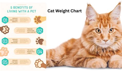 Best 10 Cat Weight Chart Find Out With This