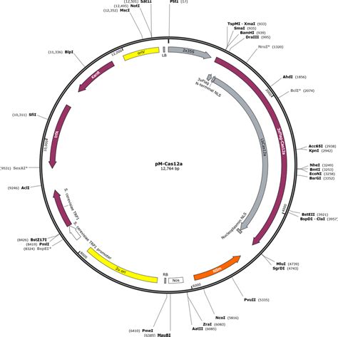 Addgene: pM-Cas12a