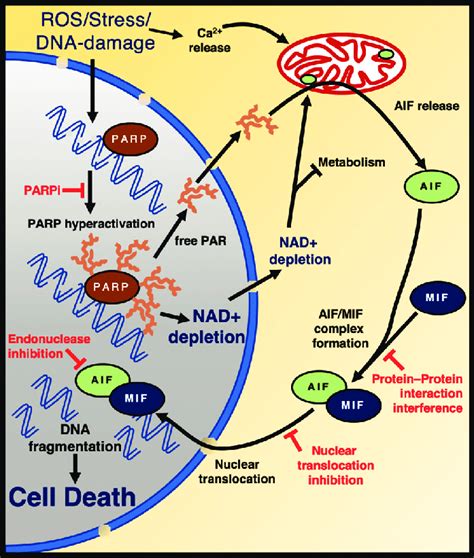 Parp1 Mediates Cell Death By Parthanatos Oxidative Damage Triggers