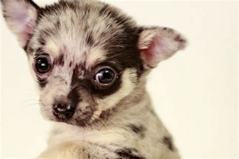 Apple Head Teacup Chihuahua (5 Best Facts) - AnimalFate