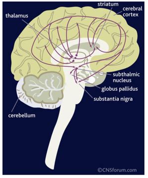 Neurotransmitter Systems Flashcards Quizlet