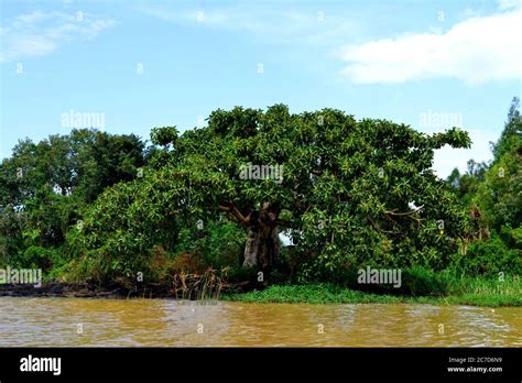 Lake Tana Ethiopia Stock Photo Alamy