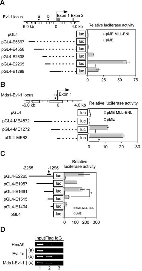 Mll Enl Binds To The Promoter Regions Of Both Evi 1a And Mds1 Evi 1