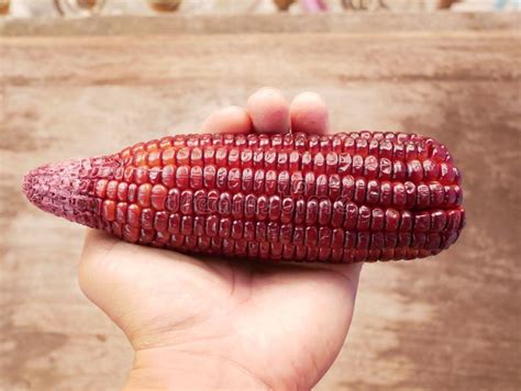 Peruvian Purple Corn. stock photo. Image of sweet, healthy - 146349602