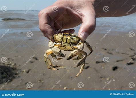 Crab In Human Hand Stock Image Image Of Hand Crustacean