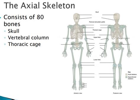 Axial Skeleton Diagram | Quizlet