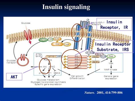 Ppt Mechanisms For Improved Insulin Sensitivity By Branched Chain