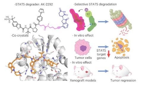 Nat Chem Biol：科学家有望利用一种新方法直击“无成药性”靶点 帮助开发新型癌症疗法生物科技健康一线资讯